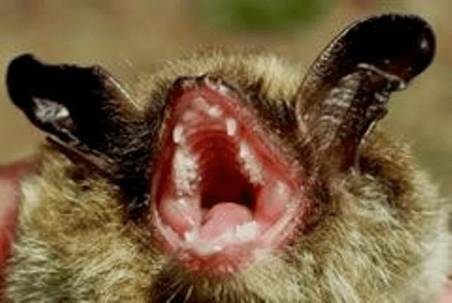 bat_small