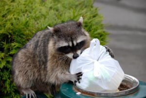 Raccoon rummaging through trash on street.