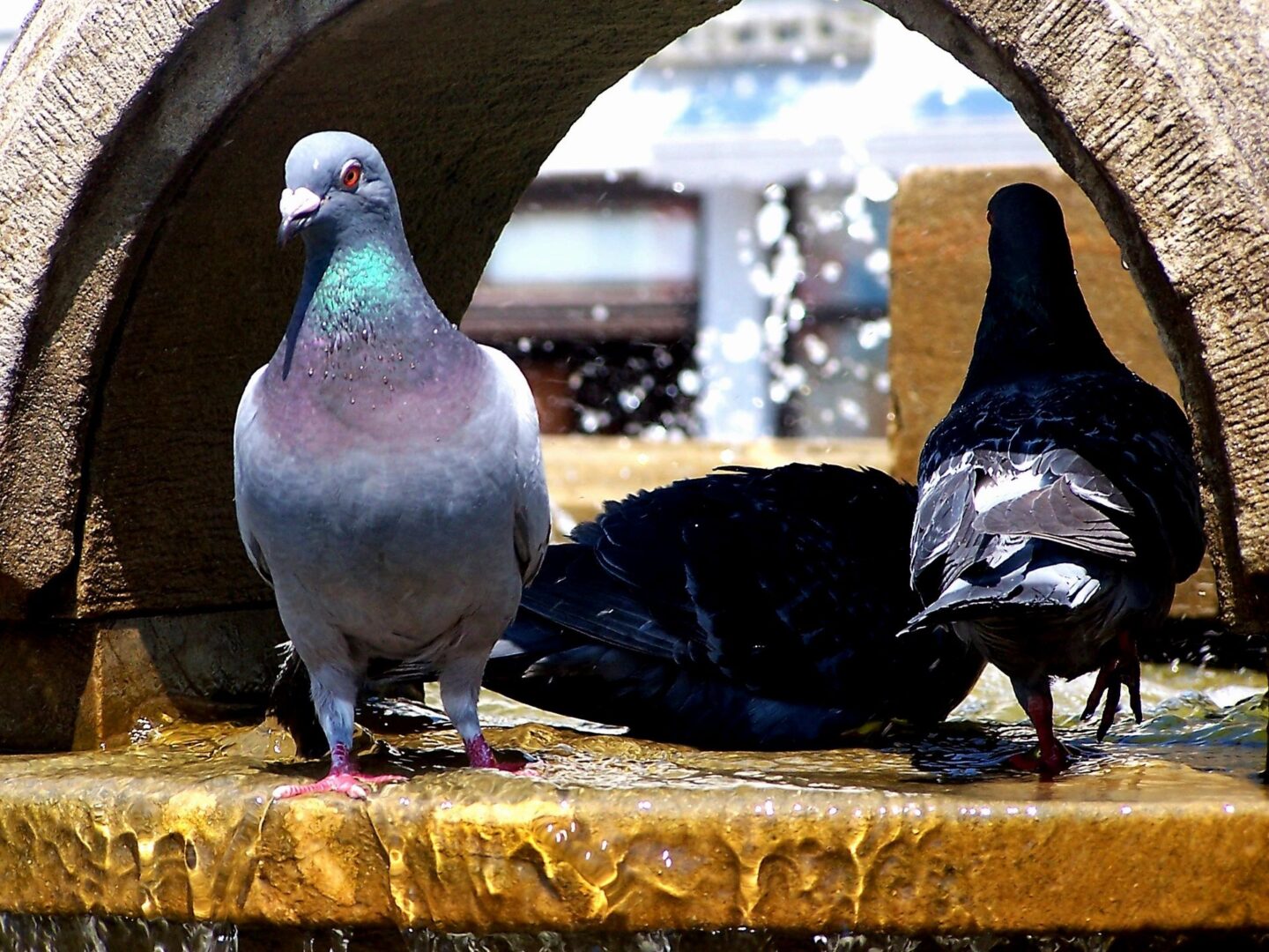 Pigeons standing in a fountain, water splashing.