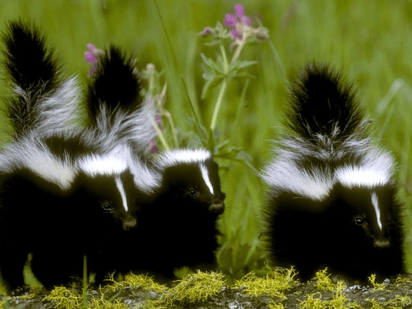 Three skunks standing on mossy ground.