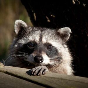 A raccoon peeking over a wooden surface with curious eyes.