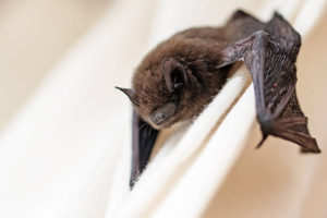 Close-up of a small bat resting on a white surface.