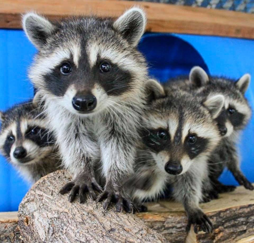 Trapper Jack Wildlife Specialist LLC place picture