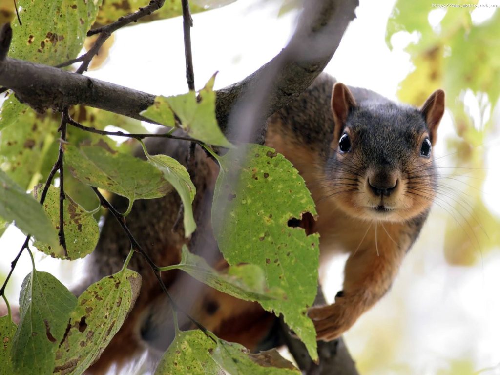 Nashville Area Squirrel Removal - Trapper Jack Wildlife Specialist