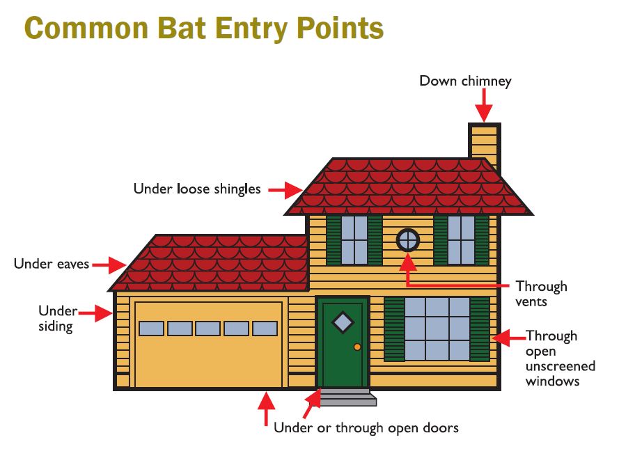 common-bat-entry-points Trapper Jack Knoxville TN