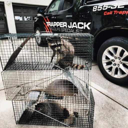 https://trapperjack.com/wp-content/uploads/2025/11/cropped-tj2.jpg