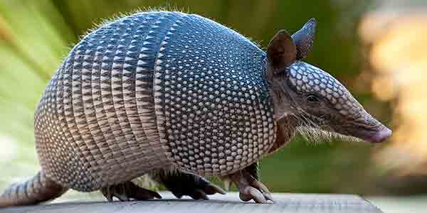mammal_nine-banded-armadillo_600x300