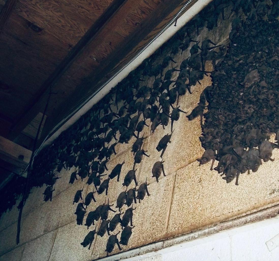 bats 001