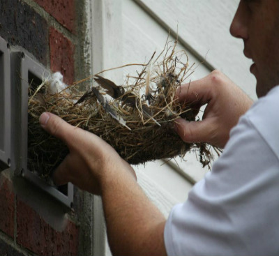 bird-nesting-in-vent