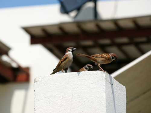 bird-pest-home