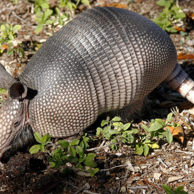 All About Wildlife Control can help with your armadillo problems