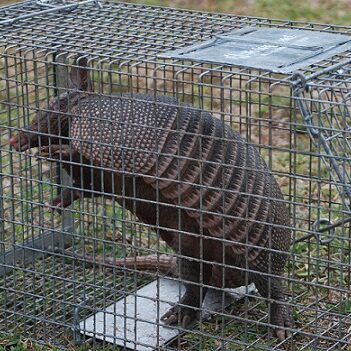 Armadillo-Trapping