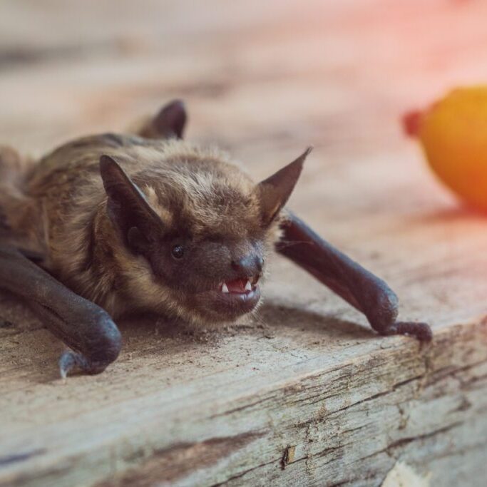 Bat-in-my-house