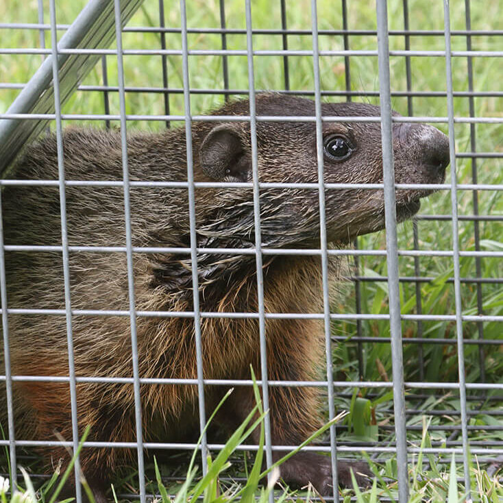 Empire-Wildlife-Trapping-Controlling-Wildlife-In-Your-Area-mobile