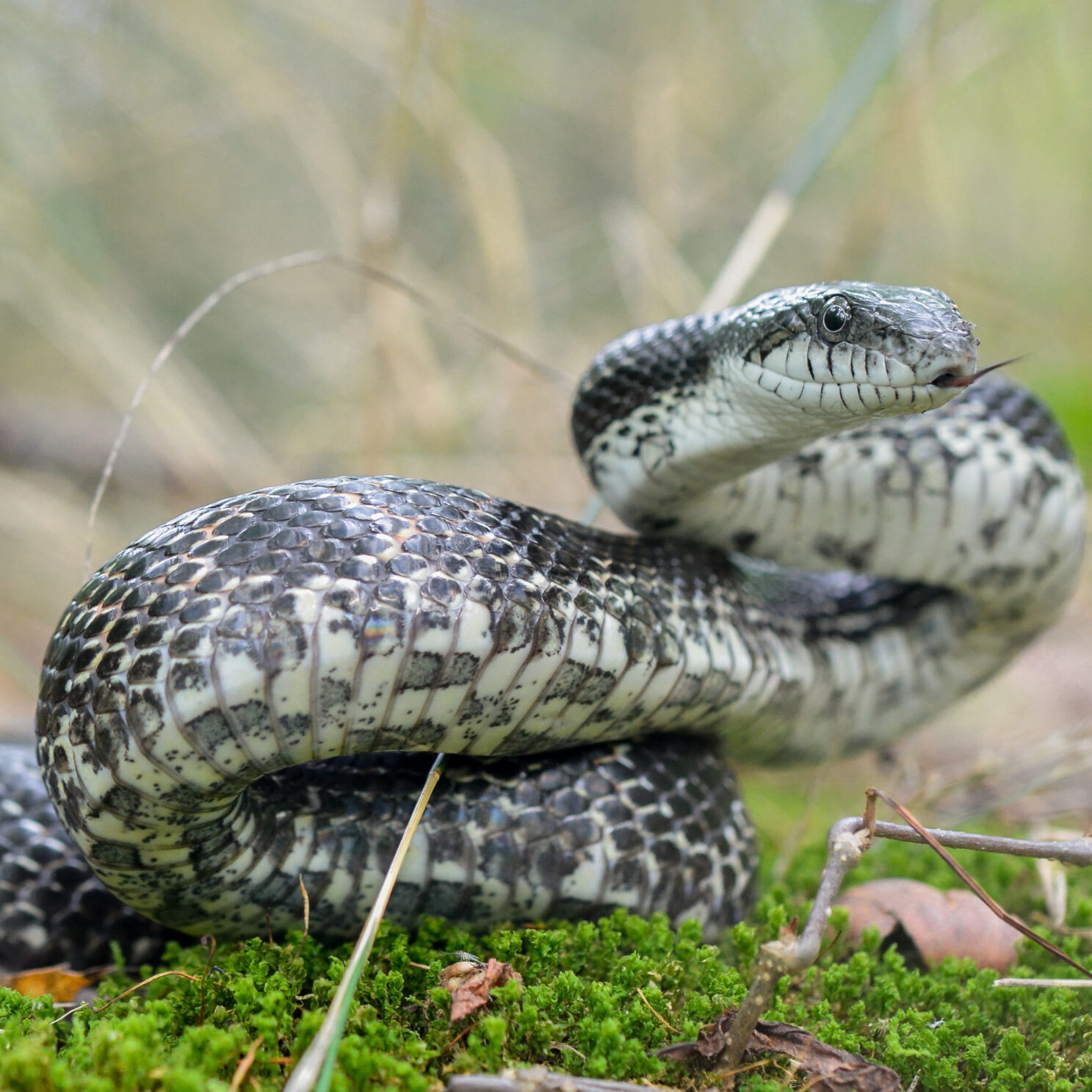 Gray_Ratsnake_(Pantherophis_spiloides)_(43567652625)_(cropped)