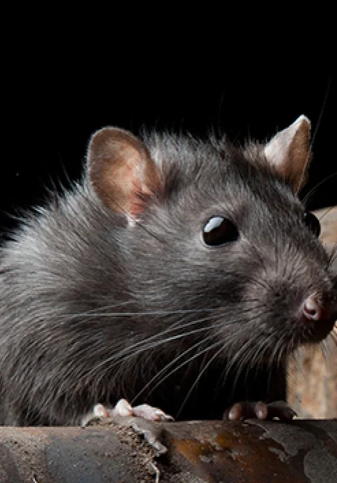 Homepage-container-pest-rat2__FillWzEyMDAsNzA0XQ_ExtRewriteWyJqcGciLCJ3ZWJwIl0