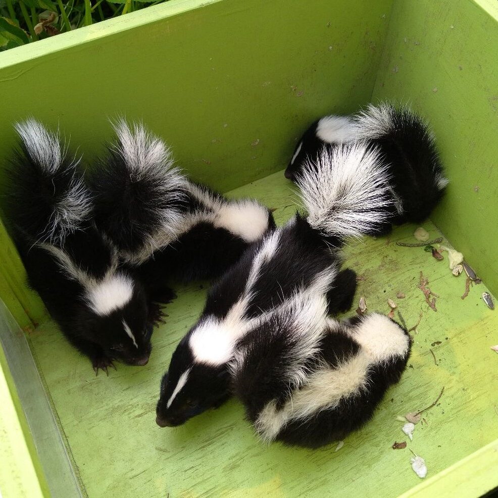 Preventing-Encounters-Tips-from-Skunk-Removal-Experts-in-Anoka-County