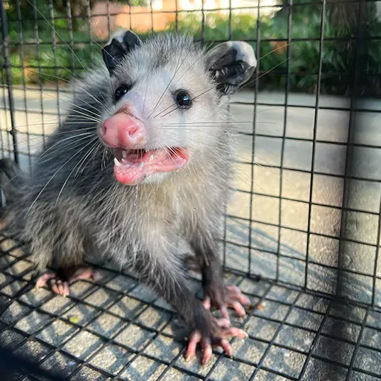 Relocating-an-Opossum
