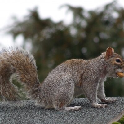 Squirrel1