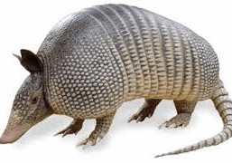 Armadillo walking with textured shell and tail.
