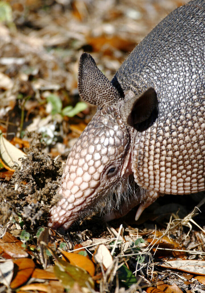 armadillo_removal