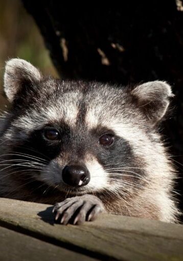A raccoon peeking over a wooden surface with curious eyes.