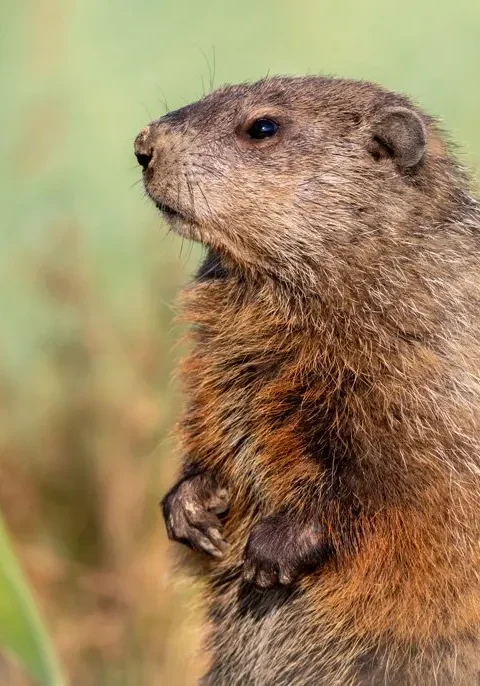 groundhog