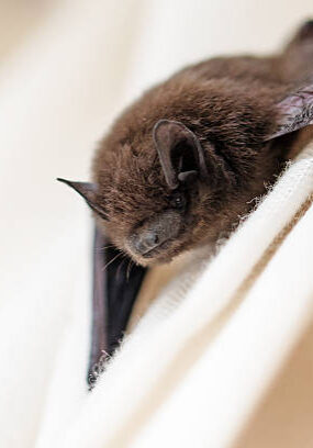 Close-up of a small bat resting on a white surface.