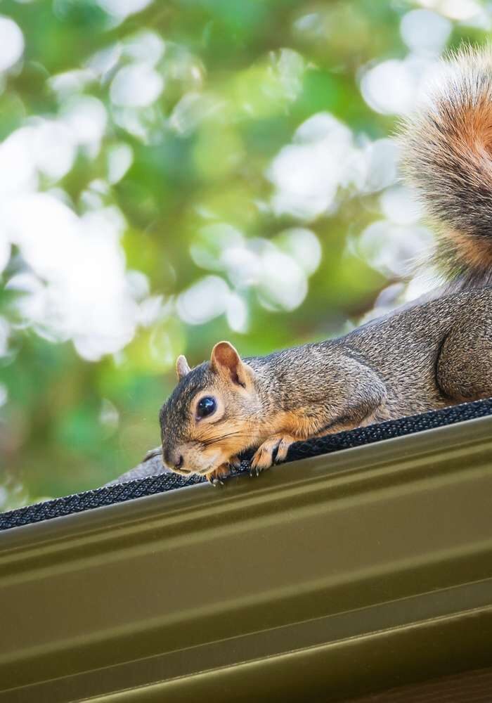 ms-squirrel-roof-f0e40f9f833145cf8dcb3c710a7bdd55