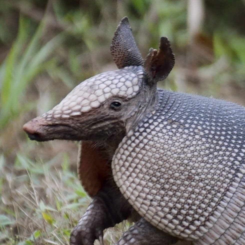 nine-banded-armadillo-square-1.jpg.optimal