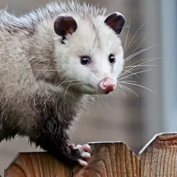 opossum-fence-575037.jpg