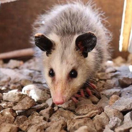 possum-control-possum-removal-service