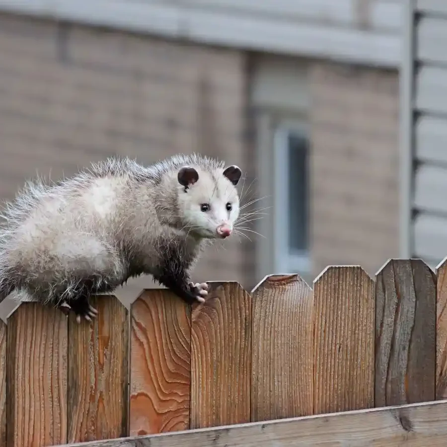 possum-problem