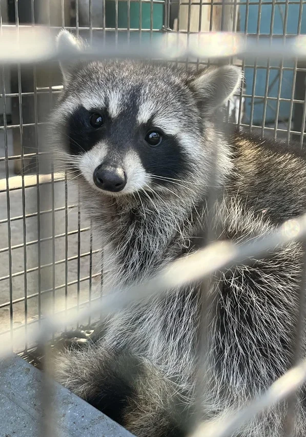 raccoon-in-our-attic-v0-jtgkik1oszwg1