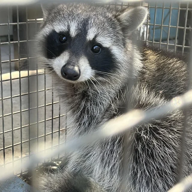 raccoon-in-our-attic-v0-jtgkik1oszwg1