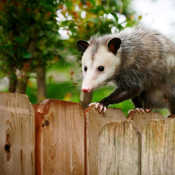 A curious opossum perched on a wooden fence outdoors.