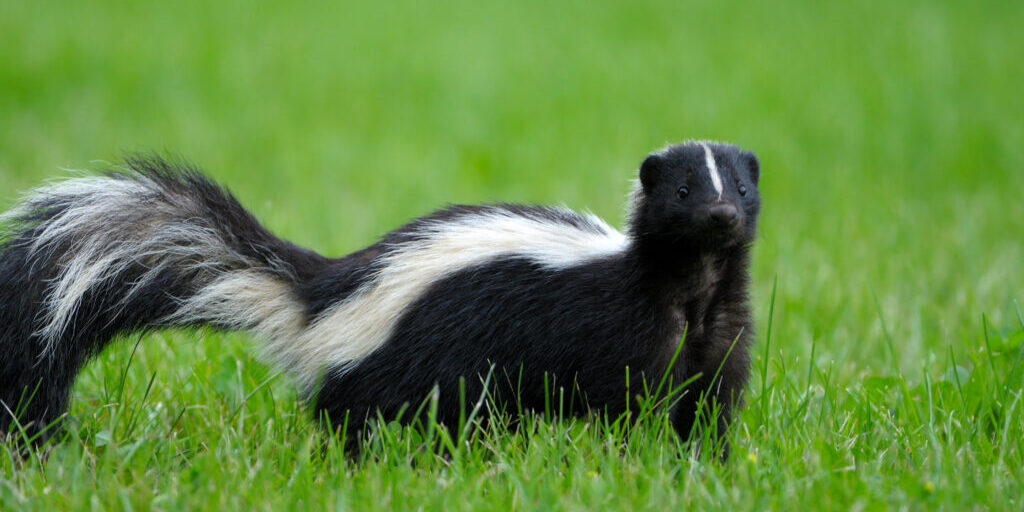 A,Mammal,And,A,Member,Of,The,Weasel,Family,,Known