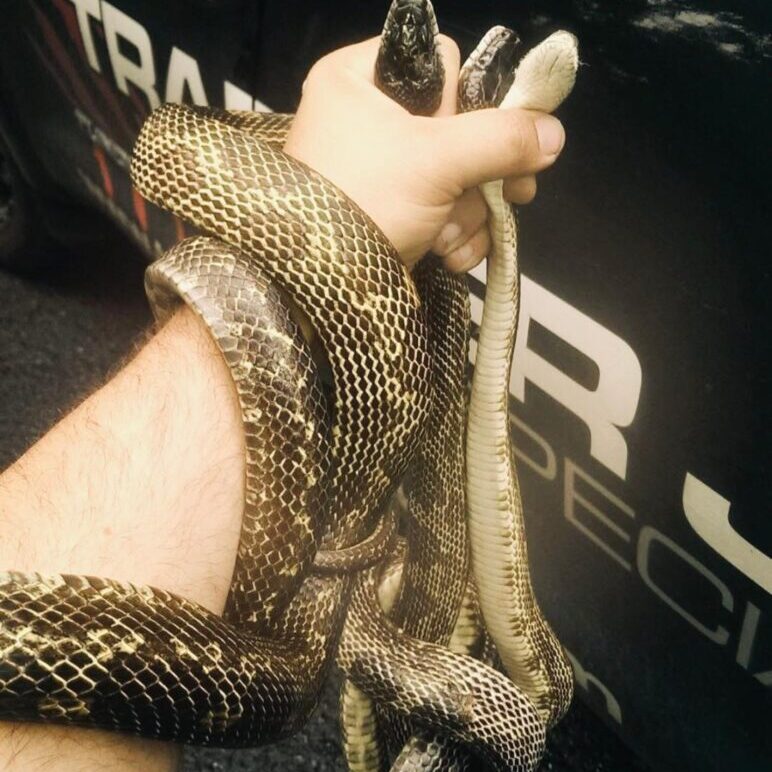 snake 1
