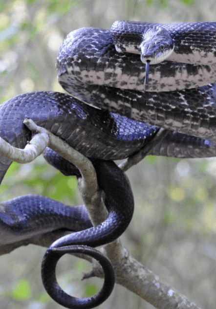 A black snake coiled tightly on a tree branch.