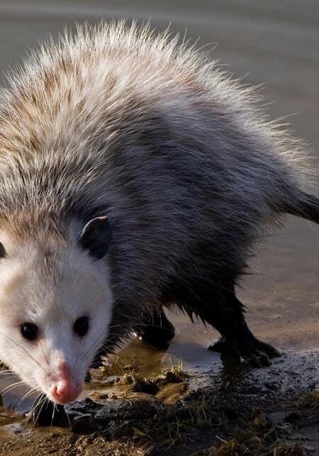 virginiaopossum_MSU